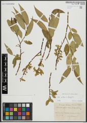 Foto von Salix alba L. x Salix fragilis L.